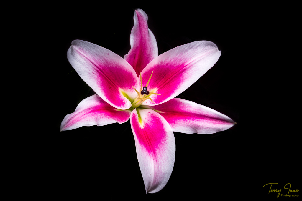 Single lily in bloom