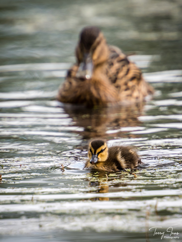 This was the perfect time of year to visit the local nature pond