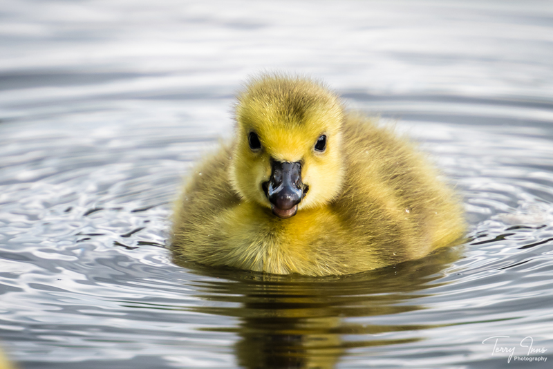 Quackers
