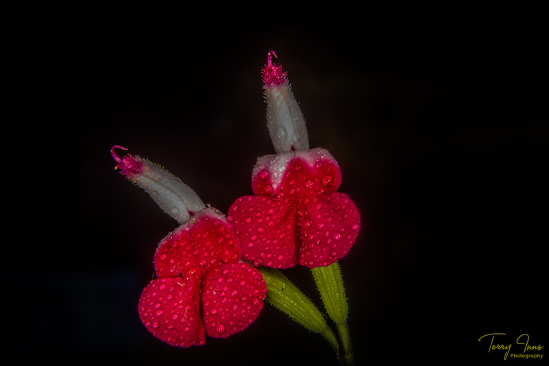 Bloomin' Nice