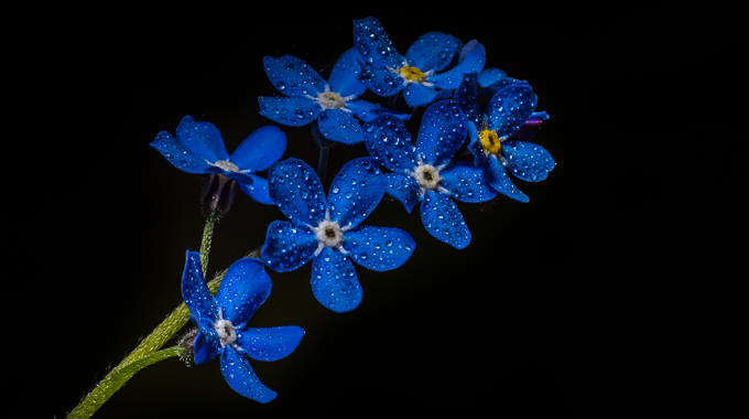 Forget-me-not