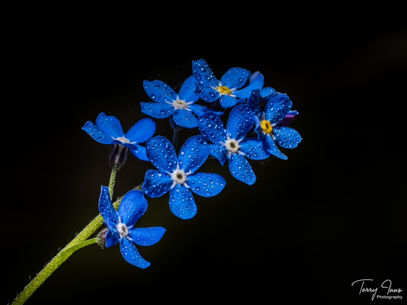 Forget me not