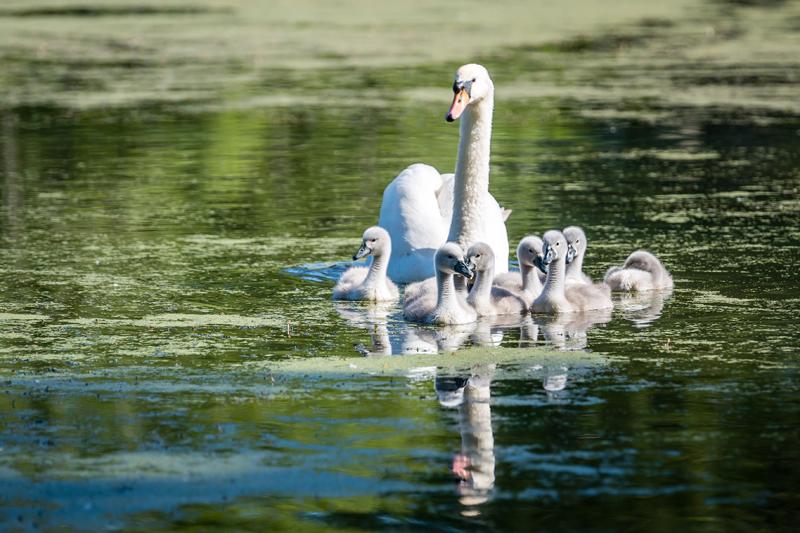 Capturing families together also made for a good framed shot