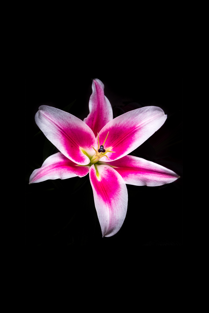 Perfect petals