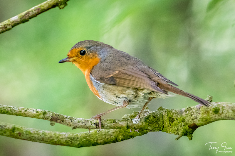 No trip outdoors is complete without a friendly Robin