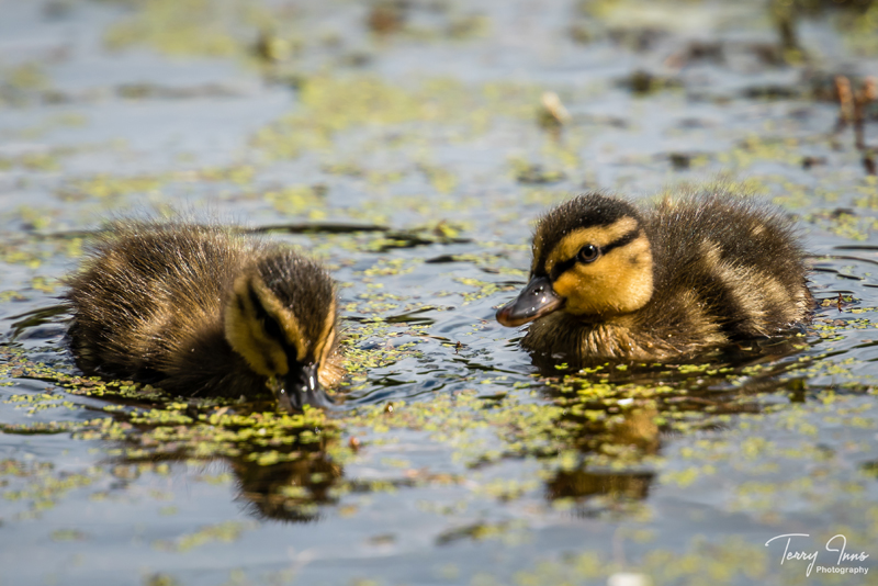 It was nice watching the young playing together and staying still long enough